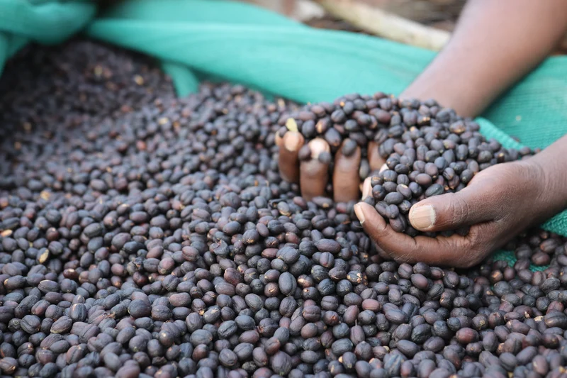 Ground coffee, Ethiopie Beshasha Organic, Knopes