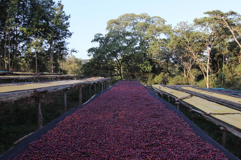 Ground coffee, Ethiopie Beshasha Organic, Knopes
