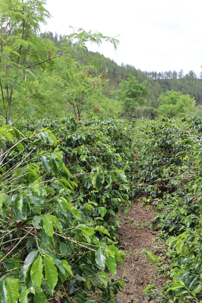Whole bean, Maison Javanaise, Indonesia, Woodster