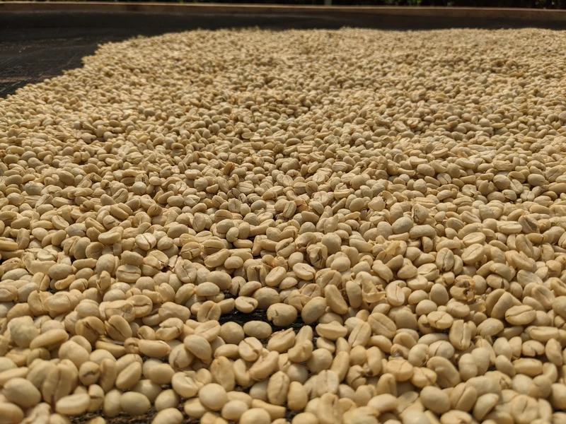 Whole bean, Kenya Kiawamururu AA, Knopes