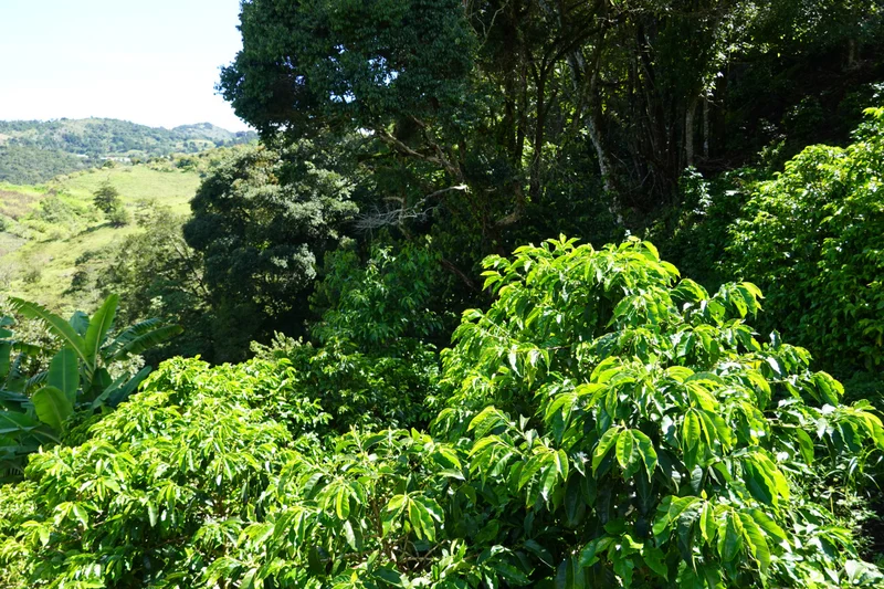 Ground coffee, Copey, Costa Rica, Knopes - Limited Edition
