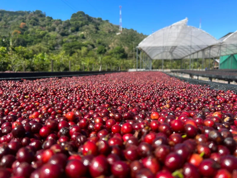 Ground coffee, Copey, Costa Rica, Knopes - Limited Edition