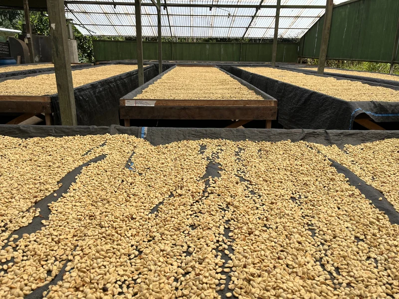Whole bean, 1936 Organic, Peru, Knopes