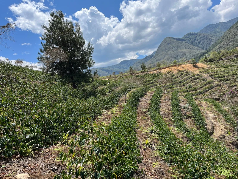Whole bean, 1936 Organic, Peru, Knopes