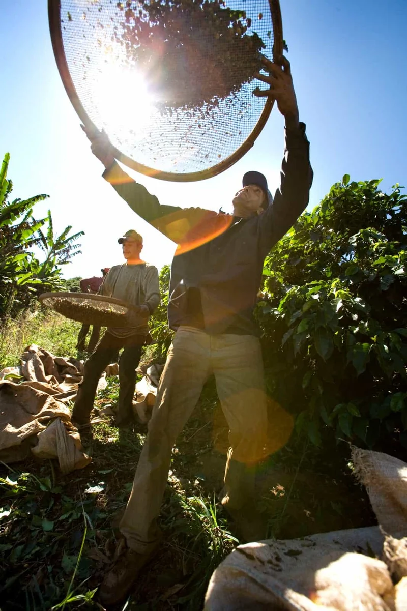Ground coffee, Easy Peasy, Brazil, Woodster