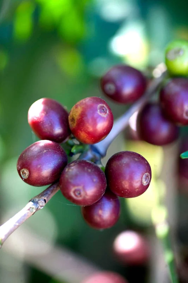 Ground coffee, Easy Peasy, Brazil, Woodster