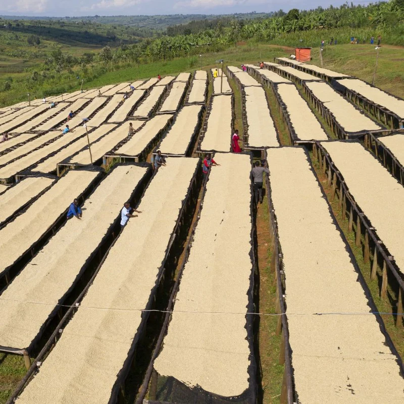 RWANDA - MURAMBI - BIO