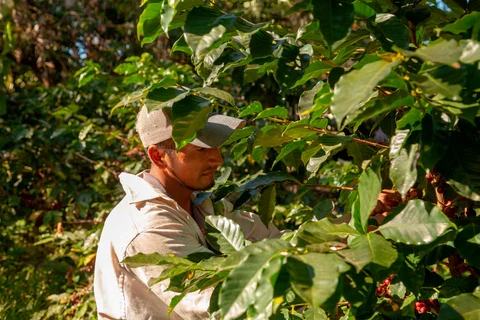 HONDURAS - MARCO BIO